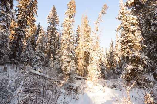 trees covered with snow in winter forest, nature series