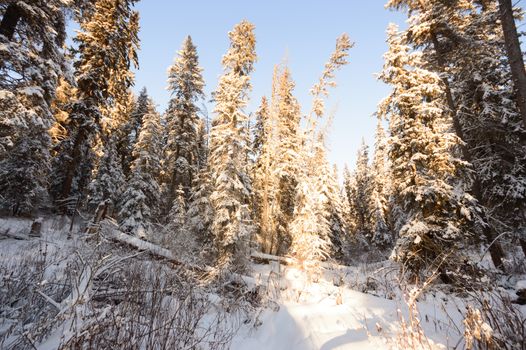 trees covered with snow in winter forest, nature series