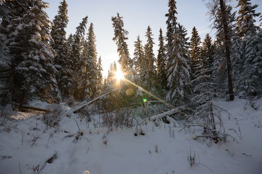 trees covered with snow in winter forest, nature series