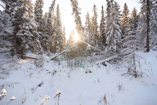 trees covered with snow in winter forest, nature series