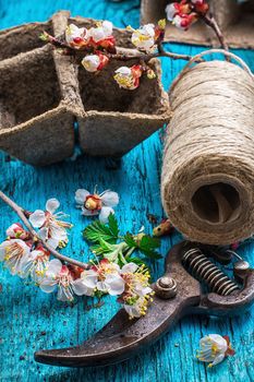 garden tools amid flowering branches spring apricot .Selective focus