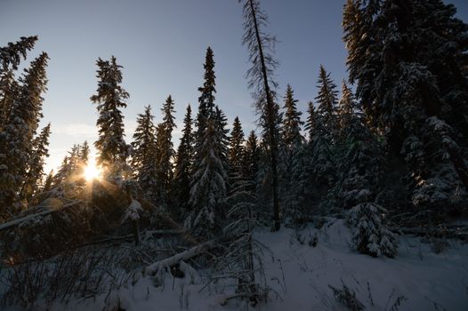 trees covered with snow in winter forest, nature series