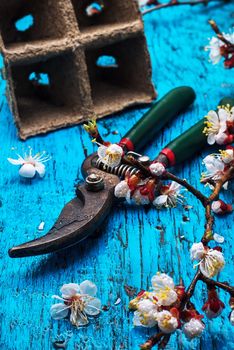 garden tools amid flowering branches spring apricot.Selective focus