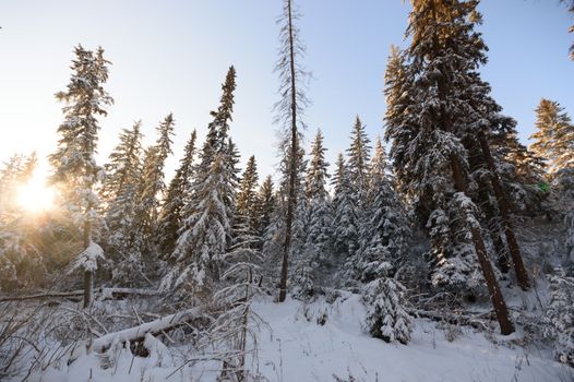 trees covered with snow in winter forest, nature series