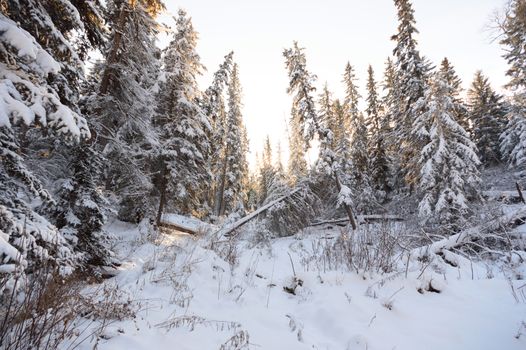 trees covered with snow in winter forest, nature series