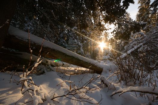 trees covered with snow in winter forest, nature series