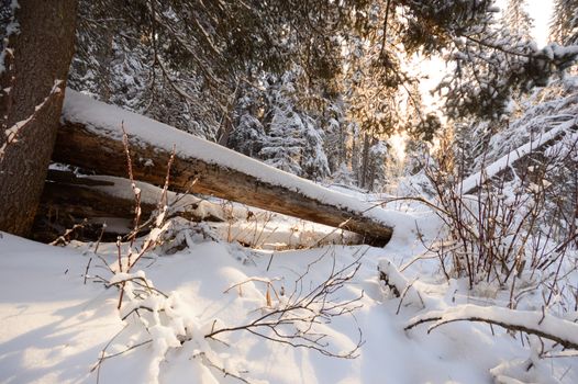 trees covered with snow in winter forest, nature series