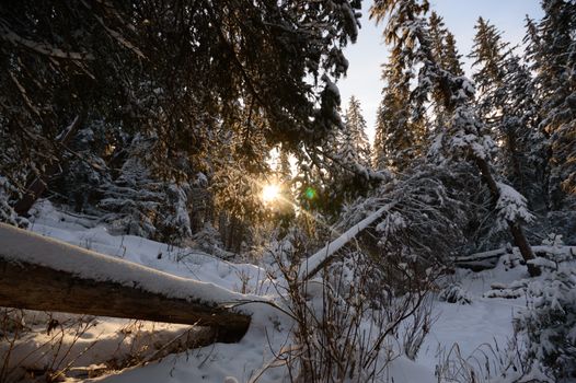 trees covered with snow in winter forest, nature series