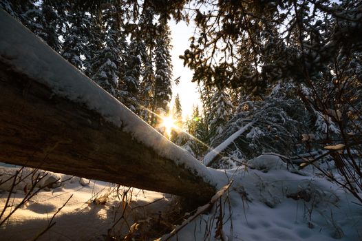 trees covered with snow in winter forest, nature series