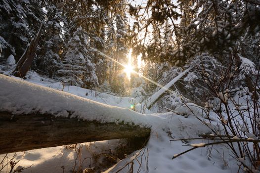 trees covered with snow in winter forest, nature series