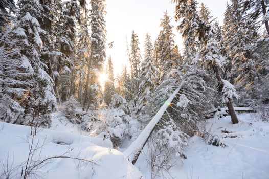 trees covered with snow in winter forest, nature series