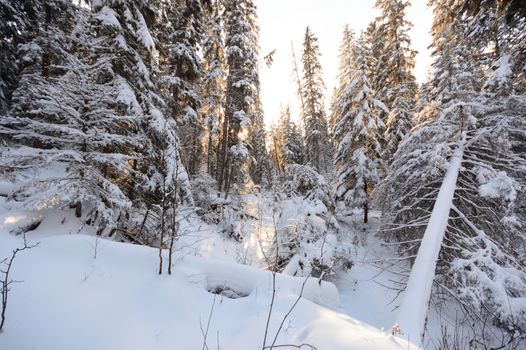 trees covered with snow in winter forest, nature series