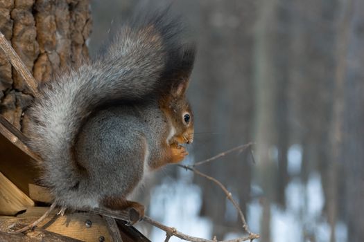 The photograph shows a squirrel