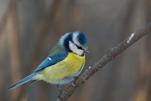 The photo shows a bird on a branch