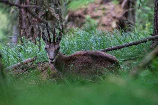 chamois,parc du grand paradis,val d'aoste,italy