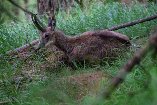 chamois,parc du grand paradis,val d'aoste,italy