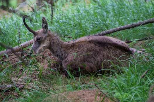 chamois,parc du grand paradis,val d'aoste,italy