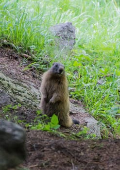 marmote,parc du grand paradis,val d'aoste,italy