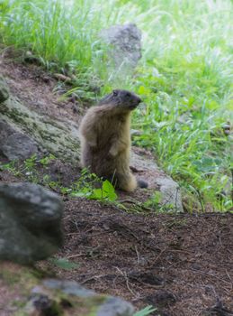 marmote,parc du grand paradis,val d'aoste,italy