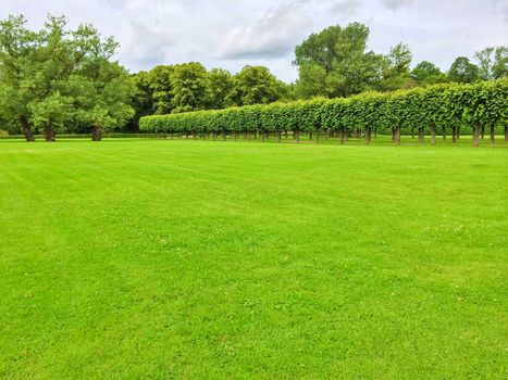 Summer park with green lawn and a row of linden trees.