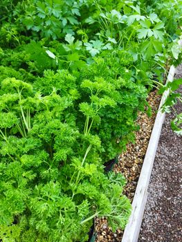 Curly and Italian parsley growing in pots. Summer vegetable garden.