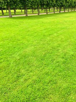 Green lawn and alley with linden trees. Summer park.
