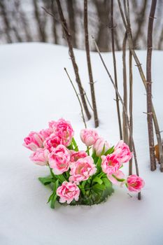 Fresh flowers in a vase standing in the snow