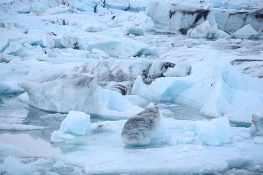 Jokulsarlon glacier lagoon with floating icebergs