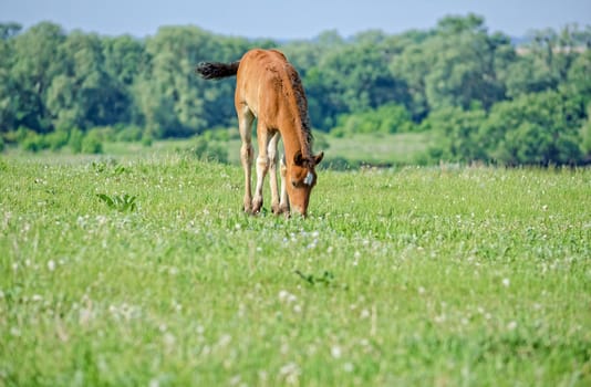 Mare with foal on pasture in the picturesque countryside near the great river of Volga