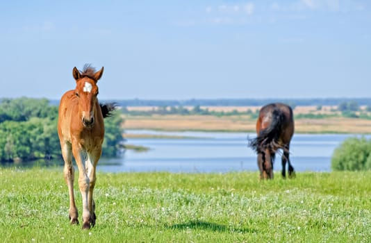 Mare with foal on pasture in the picturesque countryside near the great river of Volga