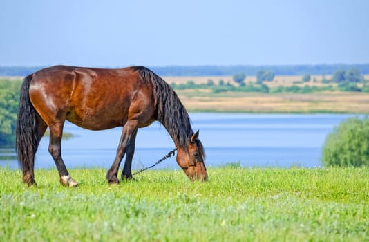 Mare with foal on pasture in the picturesque countryside near the great river of Volga