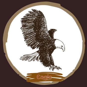 freehand sketch illustration of eagle, hawk bird doodle hand drawn