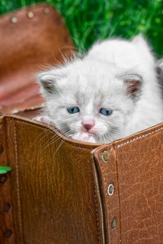 little kittens playing in old suitcase.Selective focus