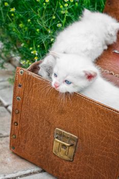 little kittens playing in old suitcase.Selective focus