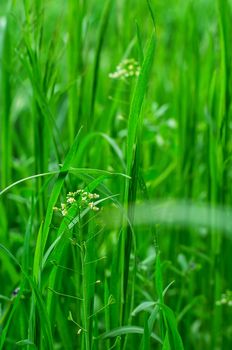 natural background of summer grass and field flowers after rain.Selective focus