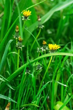 natural background of summer grass and field flowers after rain.Selective focus