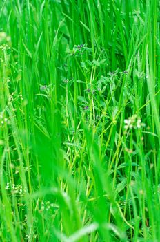 natural Wallpaper of meadow grass after rain.Selective focus