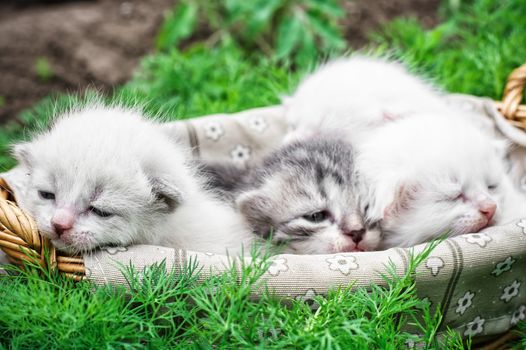 newborn kittens in the basket on the nature.Selective focus