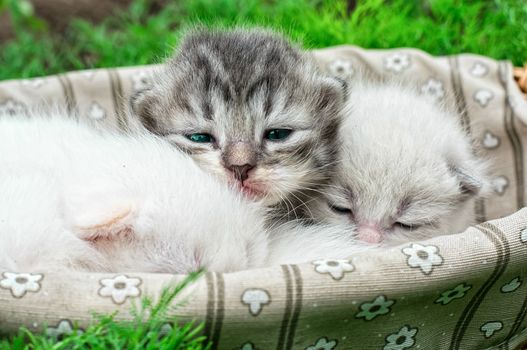 newborn kittens in the basket on the nature.Selective focus