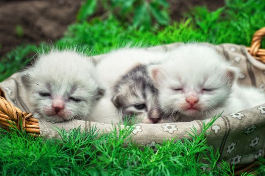 newborn kittens in the basket on the nature.Selective focus