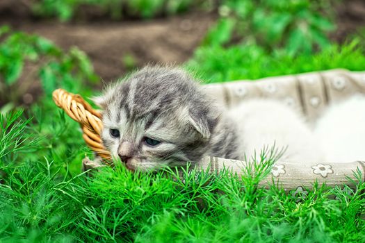 newborn kittens in the basket on the nature.Selective focus