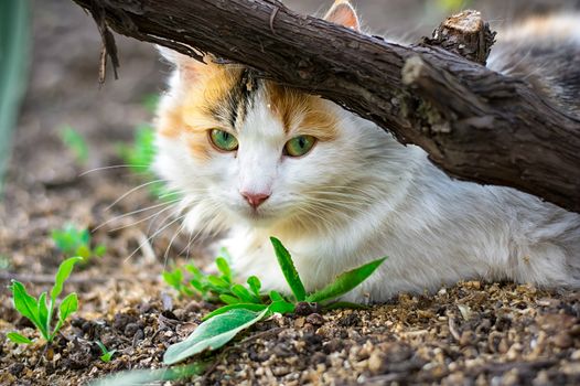 fluffy cat lying on the ground,hiding behind barrel of grapes.Selective focus