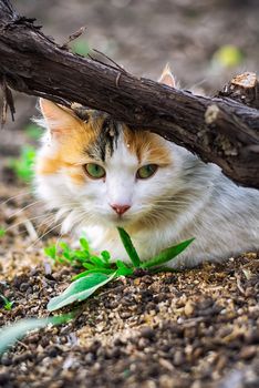 fluffy cat lying on the ground,hiding behind barrel of grapes.Selective focus