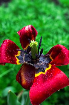 faded summer bud of tulip with broken petals rain.Selective focus