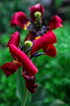 faded summer bud of tulip with broken petals rain.Selective focus