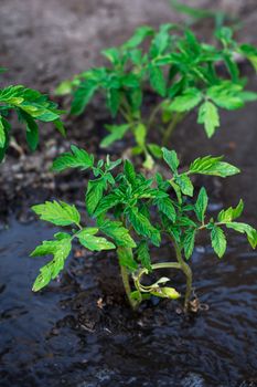 bushes planted tomato prepayment running water.Selective focus