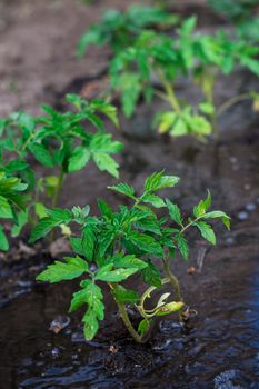 bushes planted tomato prepayment running water.Selective focus