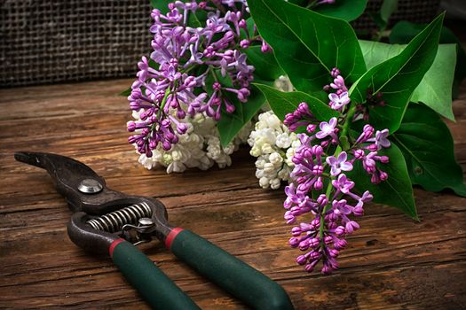 fragrant bush may lilac on background of scissors on wooden table