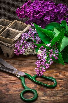 fragrant bush may lilac on background of scissors on wooden table