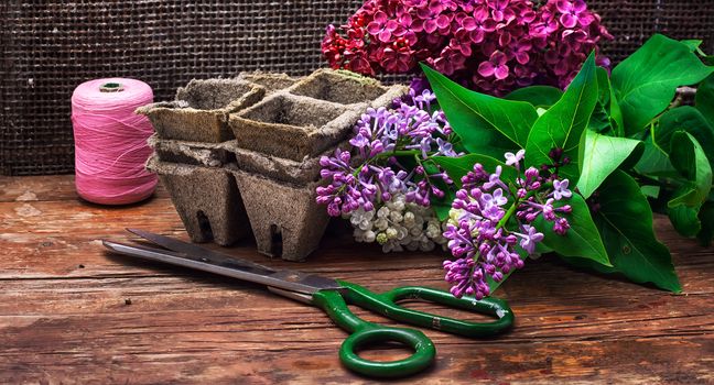 fragrant bush may lilac on background of scissors on wooden table